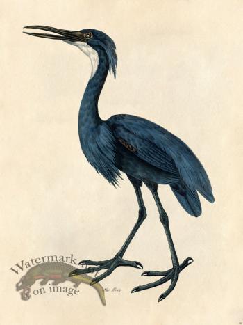 Blue Heron - Tribute Bd 06